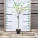 Vŕba japonská (Salix integra) ´HAKURO NISHIKI´ - výška 100-120 cm, kont. C2,5 L - NA KMIENKU